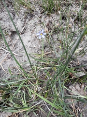 Sisyrinchium halophilum