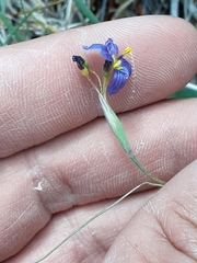 Sisyrinchium halophilum