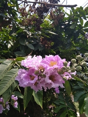 Lagerstroemia speciosa