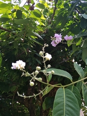 Lagerstroemia speciosa