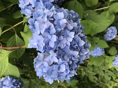 Hydrangea macrophylla