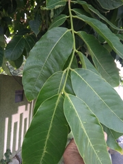 Lagerstroemia speciosa