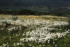 Dimorphotheca pluvialis