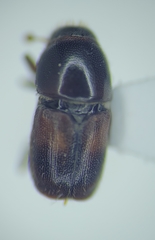 Scolytus schevyrewi