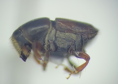 Scolytus schevyrewi