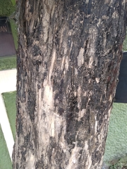 Lagerstroemia speciosa