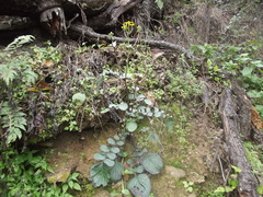 Packera coahuilensis