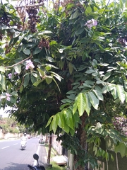 Lagerstroemia speciosa