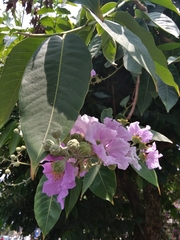 Lagerstroemia speciosa