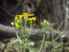 Packera coahuilensis