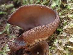 Peziza thozetii
