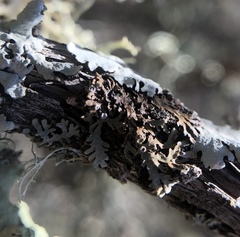 Physconia perisidiosa