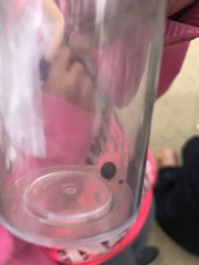 Armadillidium vulgare