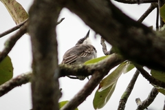 Tyrannus dominicensis