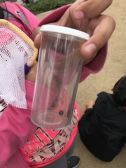 Armadillidium vulgare