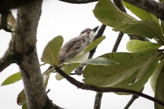 Tyrannus dominicensis