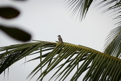 Tyrannus dominicensis