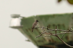 Tyrannus dominicensis