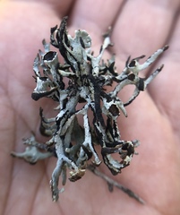 Hypogymnia gracilis