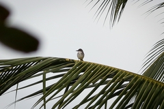 Tyrannus dominicensis