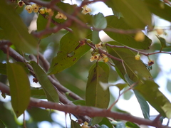 Sageraea laurina