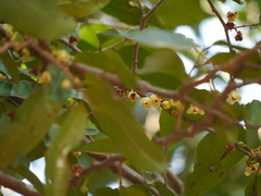 Sageraea laurina