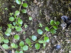 Epilobium nerteroides