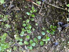 Epilobium nerteroides