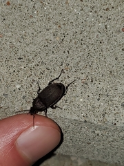 Chlaenius tomentosus