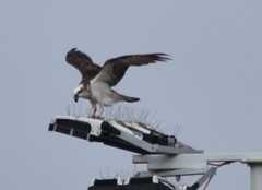 Acanthopagrus butcheri