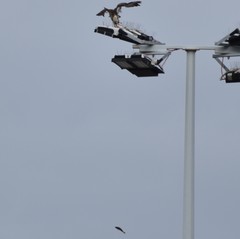 Acanthopagrus butcheri