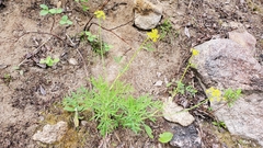 Lomatium brandegeei