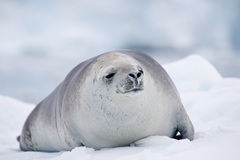 Crabeater Seal photo 3