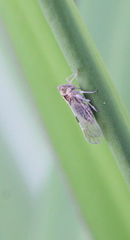 Cixioidea