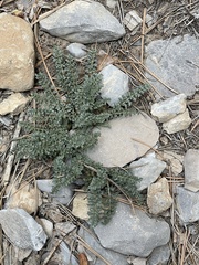 Pedicularis semibarbata charlestonensis