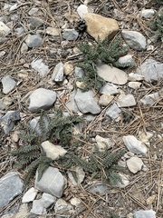 Pedicularis semibarbata charlestonensis