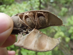 Canavalia septentrionalis