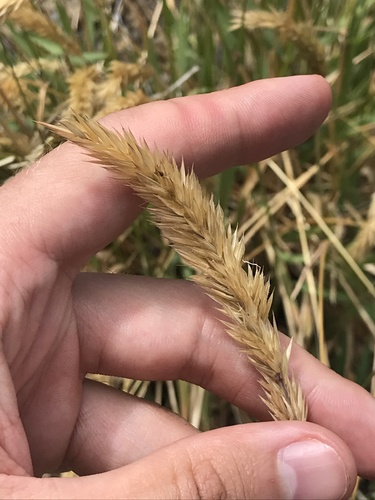 Trisetum glomeratum