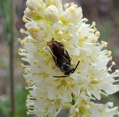 Andrena astragali