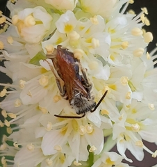 Andrena astragali