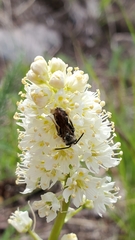Andrena astragali