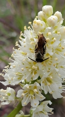 Andrena astragali