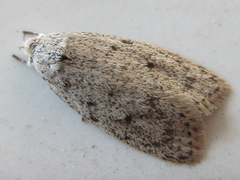 Scythropiodes hamatellus