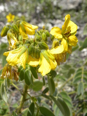 Senna apiculata