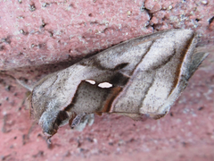 Macdunnoughia purissima