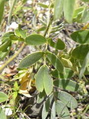 Senna apiculata