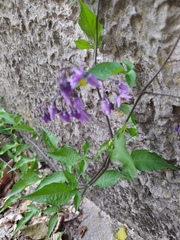 Solanum dulcamara