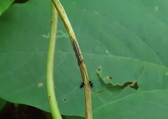 Eucomatocera vittata