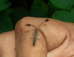 Eucomatocera vittata