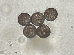 Lamproderma splendidissimum